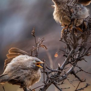 Jungle babbelaars, Jaipur India