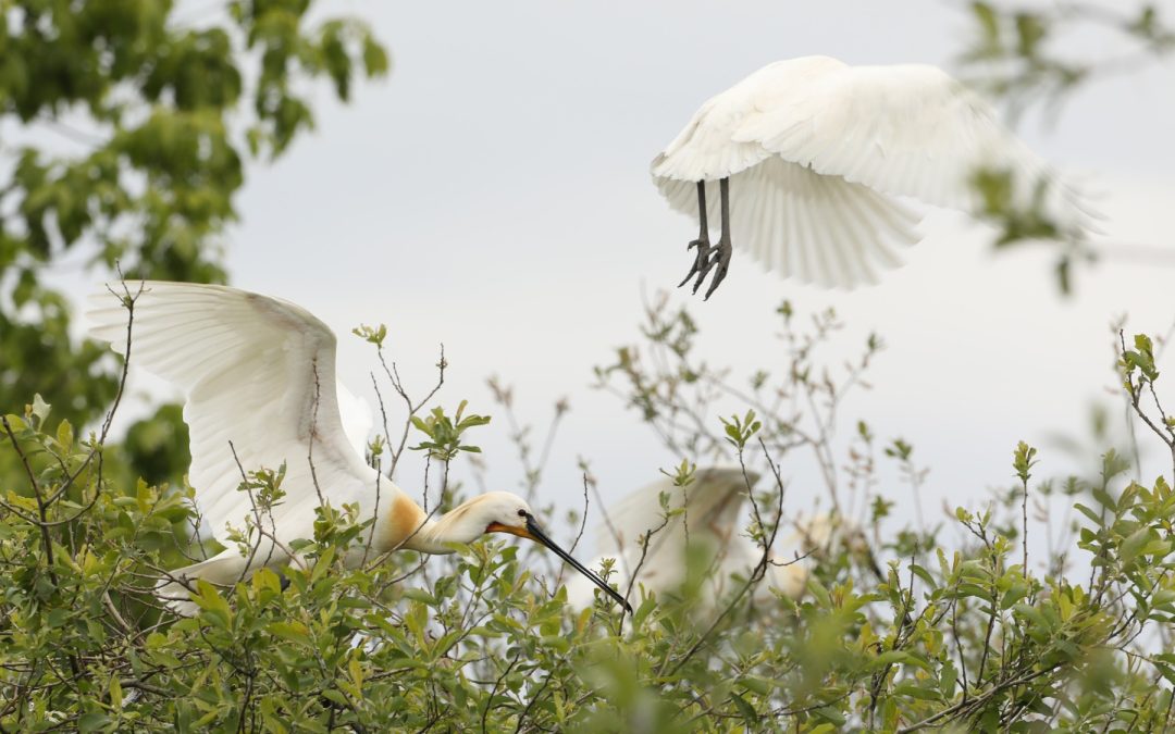 2 April: Film over lepelaars op NPO2