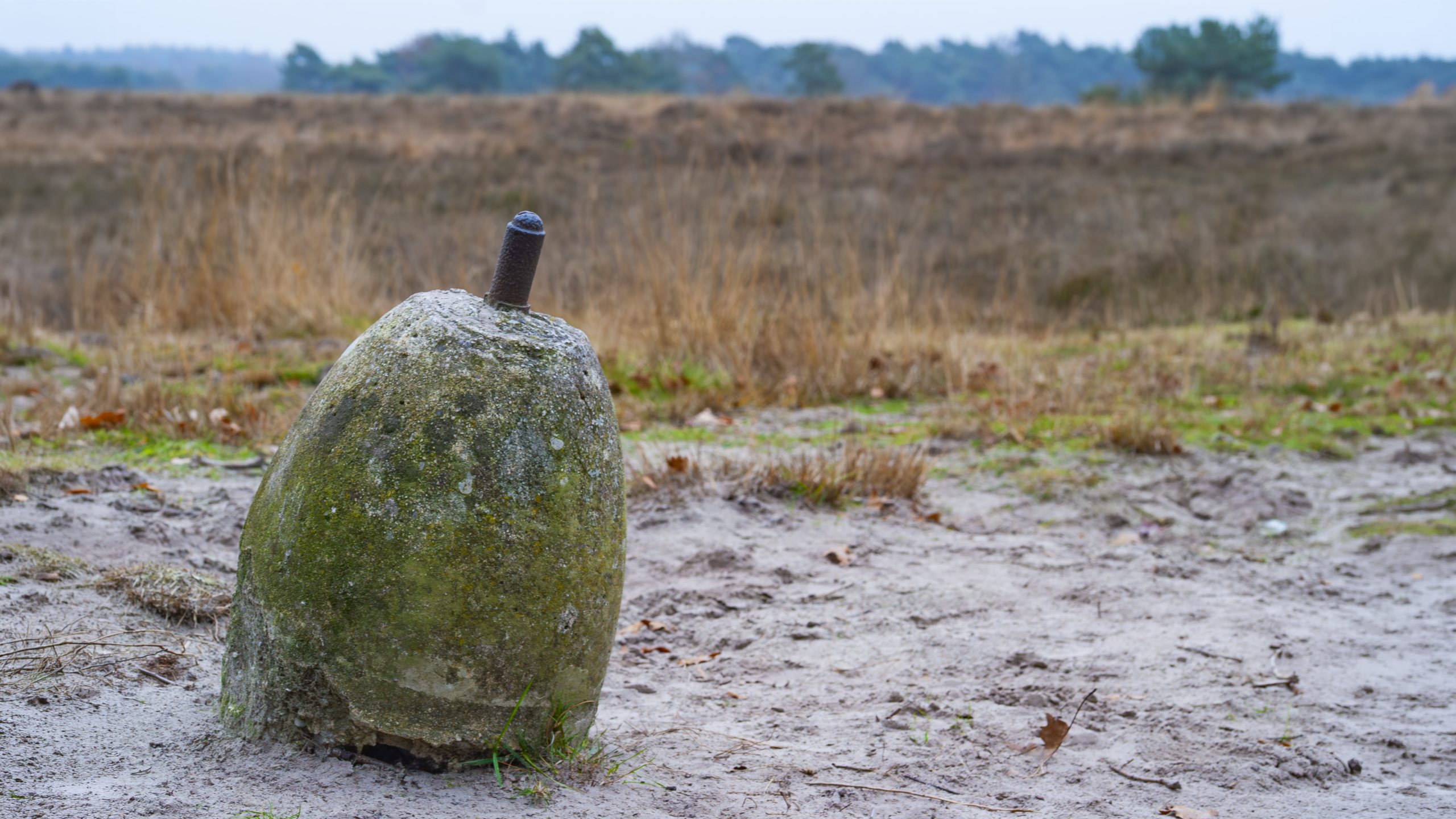 30 mei excursie Landschotse heide - Afbeelding 3