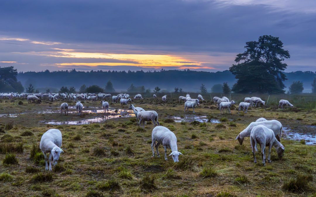 Nieuwjaarswandeling Regte heide