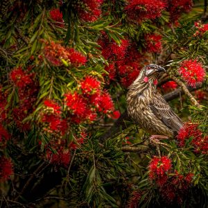 Roodlelhoningvogel, Great ocean road, Australië