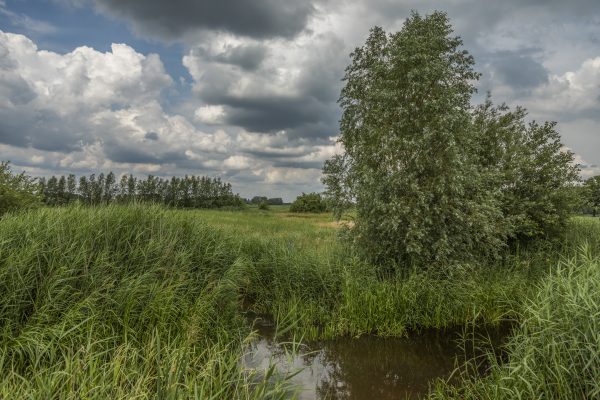 Excursie: Op Pad door het Diessens Broek - Afbeelding 5