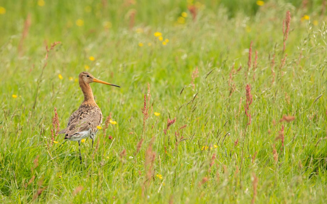 19 april: Excursie Diessens Broek: Grutto’s in het voorjaar