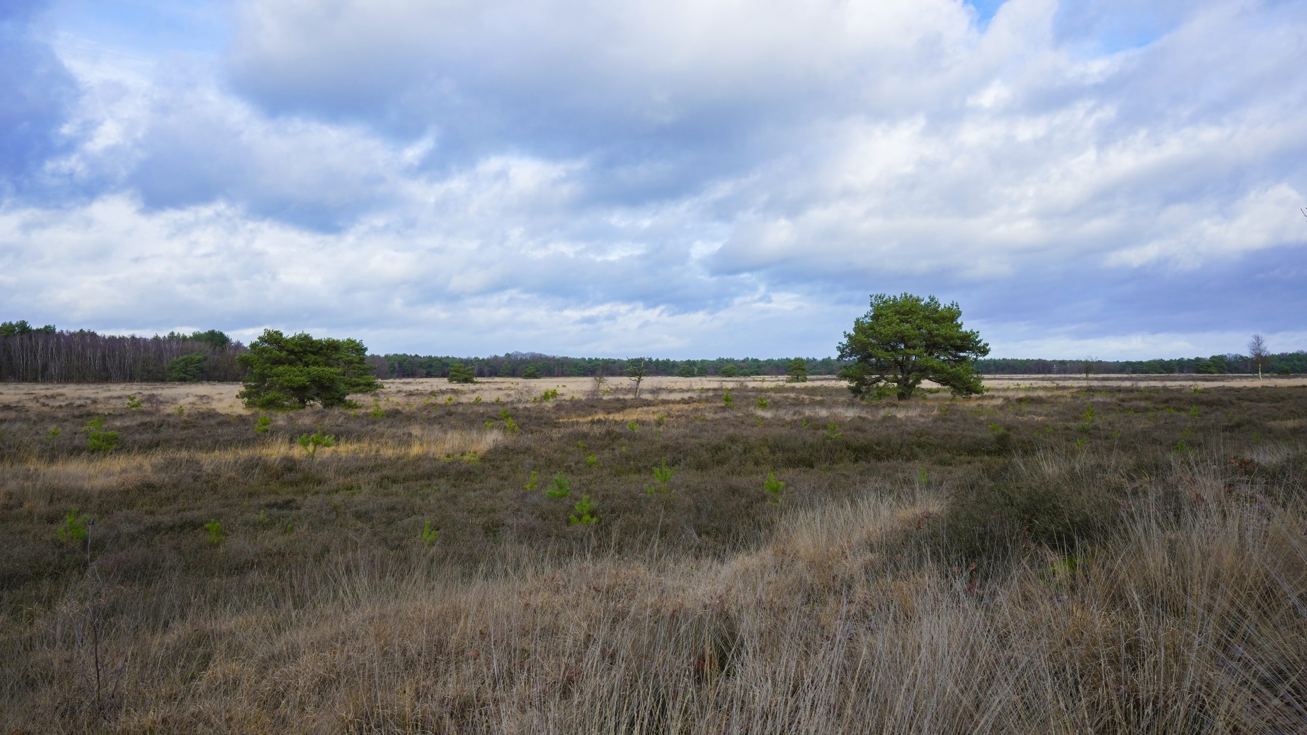 30 mei excursie Landschotse heide - Afbeelding 2