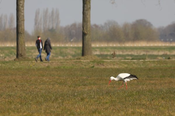 Excursie: Op Pad door het Diessens Broek - Afbeelding 2