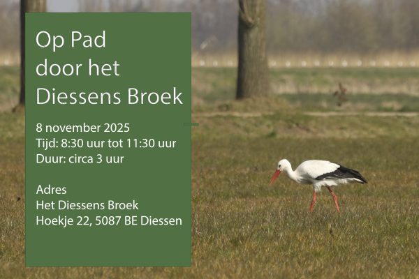 Excursie: Op Pad door het Diessens Broek