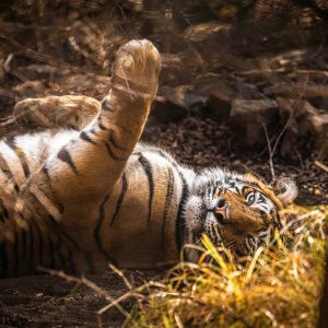 Bengaalse tijger, Ranthambor India