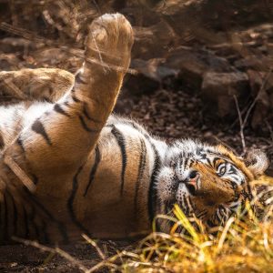 Bengaalse tijger, Ranthambor India