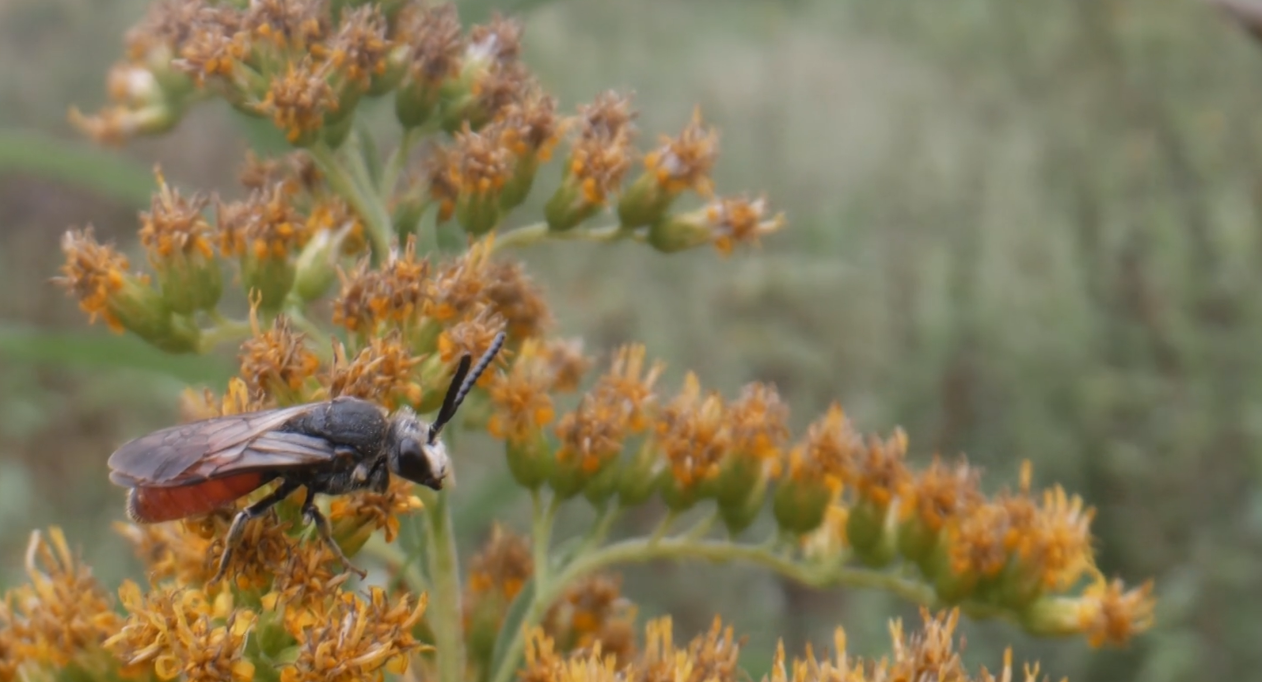 30 mei excursie Landschotse heide - Afbeelding 4
