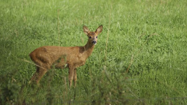 Excursie: Op Pad door het Diessens Broek - Afbeelding 3